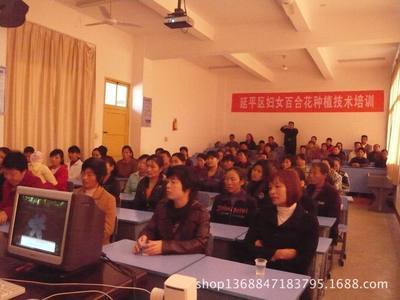 【供应优质索邦、枝条长、三个头基地直供十枝一扎】价格,厂家,图片,鲜花/鲜切花,泉州市天中网络科技-